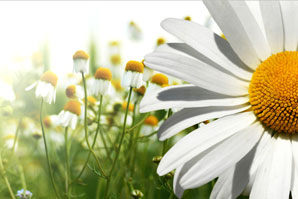 Lawn & Garden